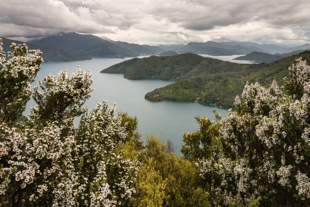 Manuka-Honig