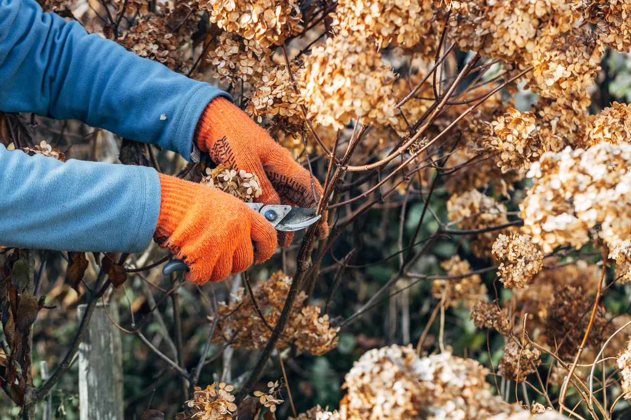 Herbst bedeutet nicht, dass alles zurückgeschnitten werden muss: Reto Eberle und sein Team kümmern sich um den fachgerechten Rückschnitt von Hecken, Sträuchern und Bäumen – abgestimmt auf Pflanzenart, Zustand und den richtigen Zeitpunkt.