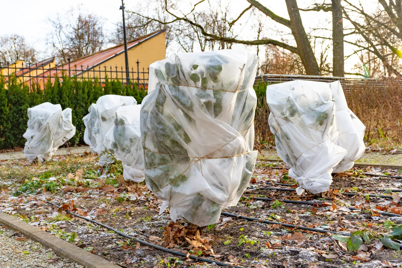 Frostempfindliche Kübelpflanzen brauchen ein geschütztes Winterquartier, während winterharte Pflanzen draussen bleiben können. Bei Rosen, Gehölzen und Pflanzen in Töpfen kann zusätzlicher Winterschutz sinnvoll sein.